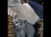 Ragdoll x kittens