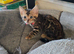 Pure bengal kittens