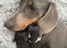 Kc reg miniature dachshund