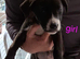 8 siberian husky x cane console ready to leave now