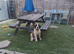 Fab looking Saint bernard girl 10 weeks