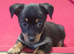 Jack Russell puppies