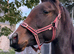 Ango Arab filly