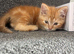 Male ginger kitten