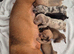 Gorgeous Daxies _ Miniature Dachshunds