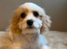 cavapoochons