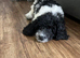 Puppy for sale 500 ono