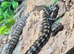 Irian Jaya Carpet Python at Birmingham Reptiles