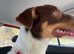 Wonderful Collie x female
