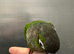 £300 each 2 hand reared baby conures available