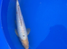 Ginrin koi 38cm