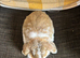 1 beautiful female mini lop ready to reserve