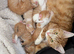 Stunning ginger and white kitten