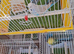 Mixed adult budgies for sale