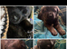 Akita x Mastiff puppies