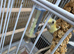 Very Tame bonded Pair Pastel faced Cockatiels