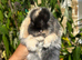 Friendly Baby Mini Lops