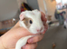 Guinea pigs - MALES
