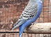 Young Budgies for sale