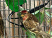 Redpoll Pair for Sale | Healthy 2025 Hatched Adults