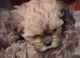 Beautiful shih tzu puppies