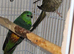 Red rumps