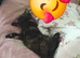 Two female cats need a forever home