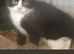 Milo