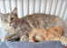 Pedigree Maine coon kittens available