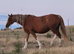 Shire x sports horse