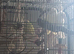 flock of love birds
