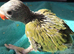 Hand rearing Indian Ringneks