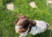 Beautiful working English springer pups for sale