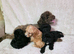 ️ Beautiful Cavapoo Puppies Looking for Their Forever Homes ️