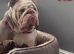 English bulldog puppies