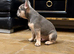 5 STAR FRENCH BULLDOGS