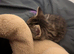 Kitten