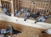 Racing pigeons