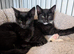 Urgent homes needed for lovely kittens available now