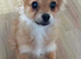 Beautiful Pomchi :)