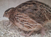 Japanese quails