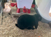 Bonded Pair of rare velveteen lop rabbits