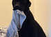 Labrador x Presa Canario