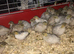 CHINESE PAINTED BUTTON QUAILS !