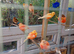 Colour canaries for sale