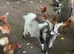 Pygmy goats x 5