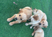 Golden retriever puppies