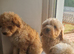 Beautiful Poochon Puppies