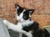 Stunning kittens available now