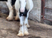 Mini cob colt